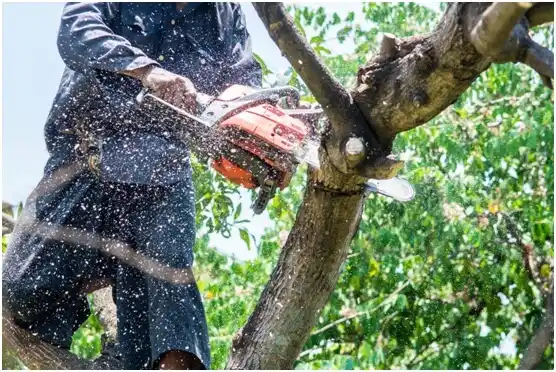 tree services Pacific Beach